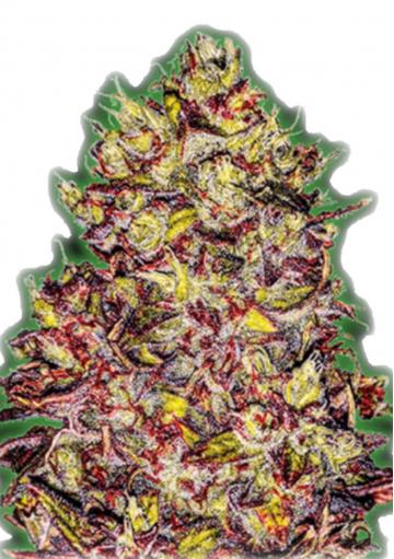 Monster Gelato Auto strain