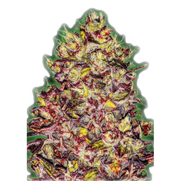 semente Monster Gelato Auto