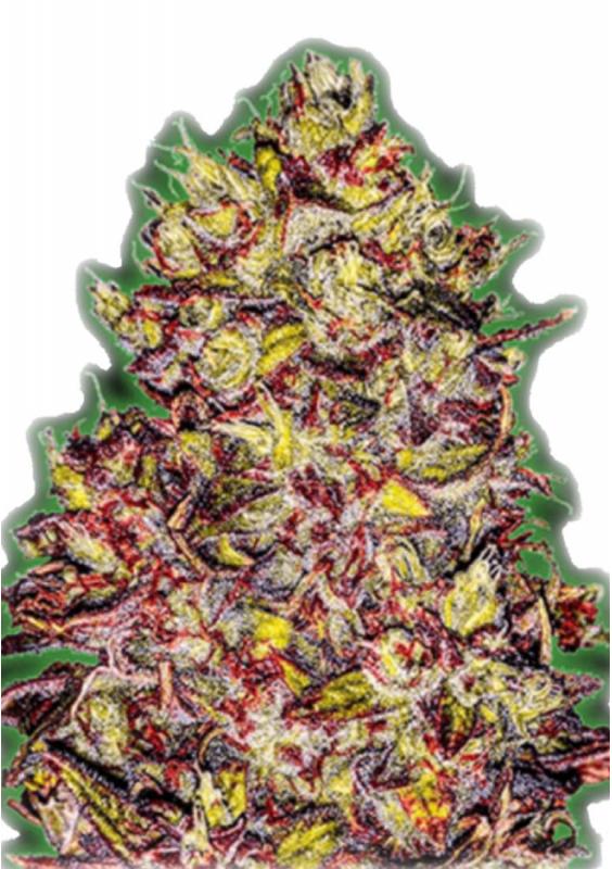 Monster Gelato Auto strain