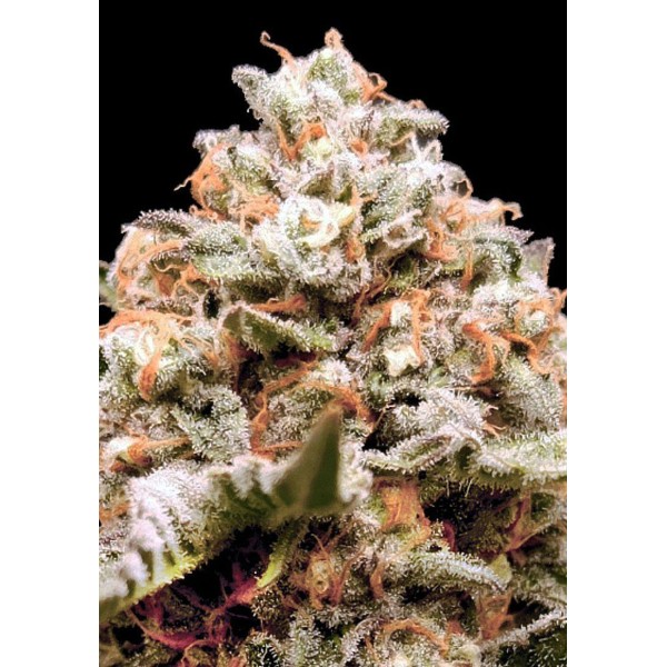 Auto Rainbow Mints canábis da 00 Seeds