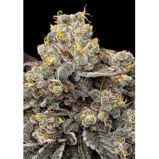 Biscotti Zkittlez Feminizada de 00 Seeds