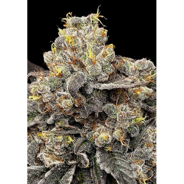 Estirpe de canábis Biscotti Zkittlez da 00 Seeds