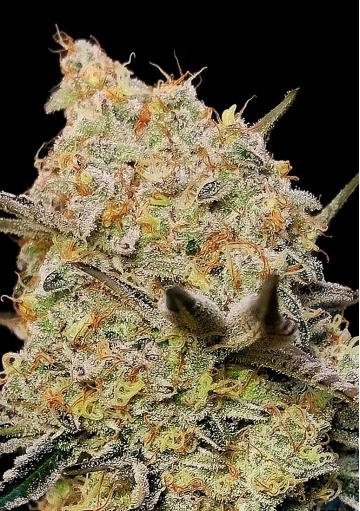 Gelato Mint Cannabis Strain by 00 Seeds