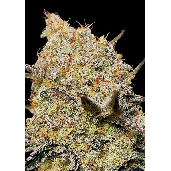 Gelato Mint feminizada da 00 Seeds