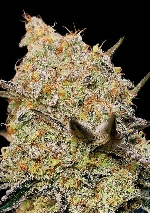 Gelato Mint Cannabis Strain by 00 Seeds