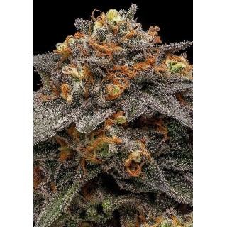 Canábis Feminizada Shimo