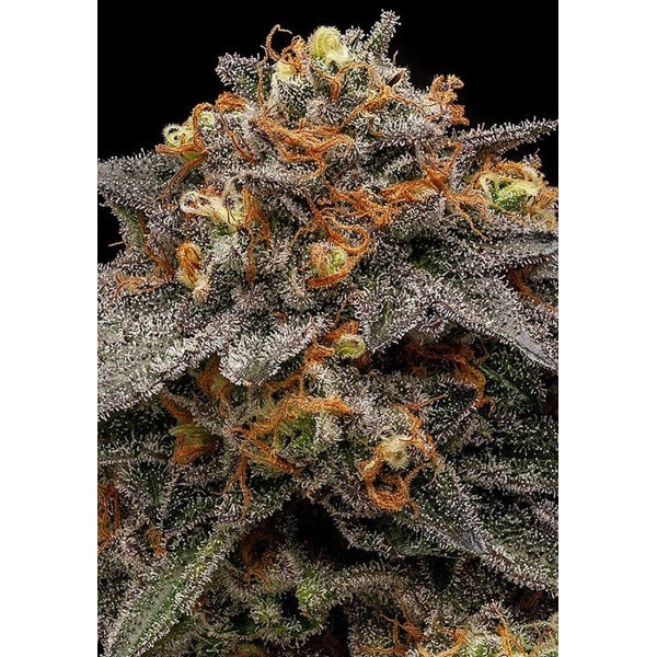 Canábis Feminizada Shimo