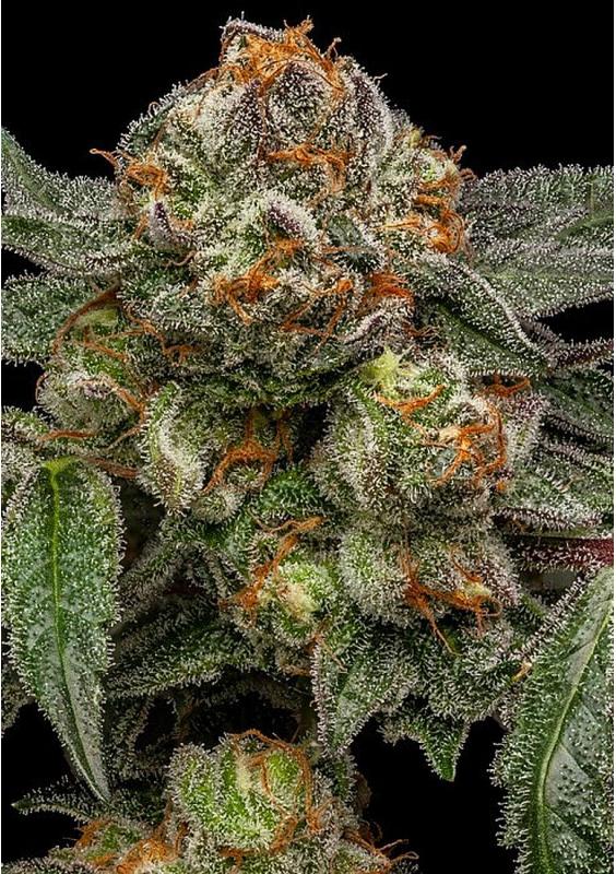 semilla Zake feminizada