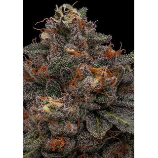 Semente Korenji Feminizada de Ripper Seeds