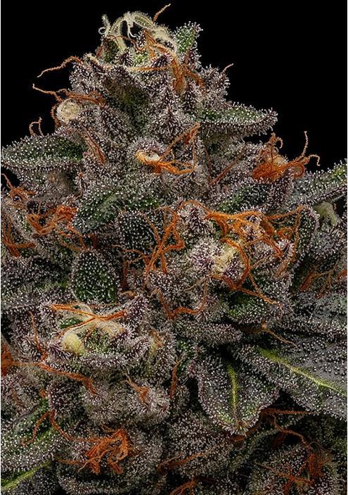 Korenji Feminized Strain by Ripper Seeds