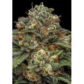 Kroma Semente Feminizada da Ripper Seeds | Aroma rico e exótico