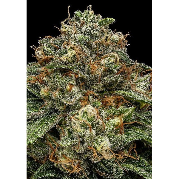 Kroma Semillas Feminizadas de Ripper Seeds | Aroma rico y exótico