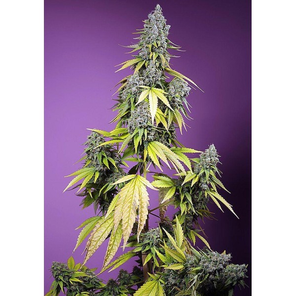 Jet Fuel Mandarine XL Auto da Sweet Seeds