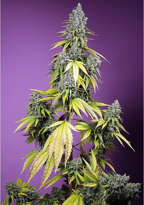 Jet Fuel Mandarine XL Auto da Sweet Seeds