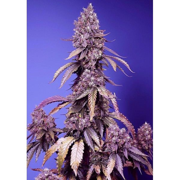 Black Muffin Fast Version de Sweet Seeds