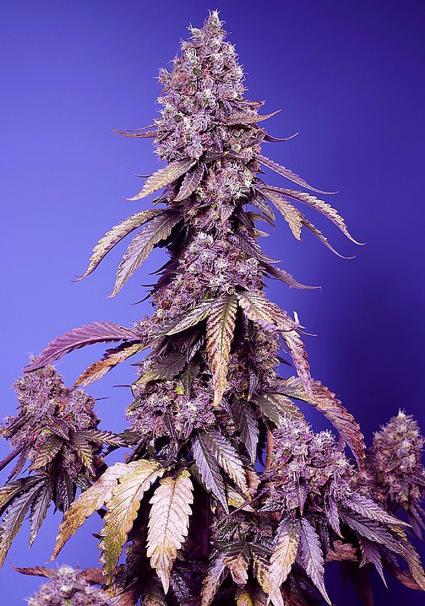 Black Muffin Fast Version de Sweet Seeds