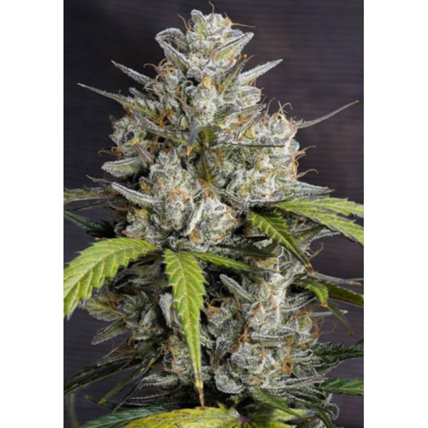 Sementes Auto Melonade Runtz Autoflower da Dutch Passion
