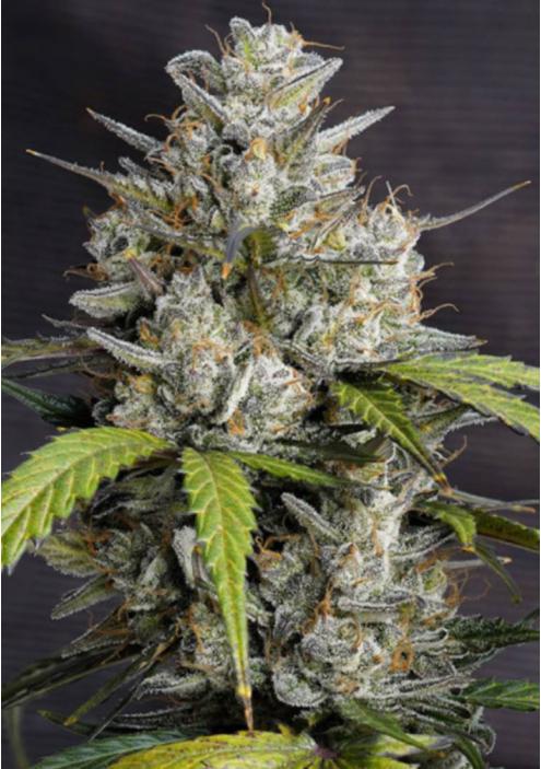 Auto Melonade Runtz Autoflower Seeds by Dutch Passion