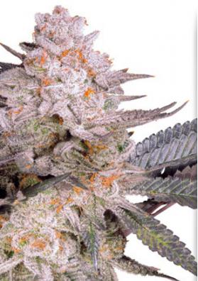 Orange Bud 2.0 Semillas Feminizadas