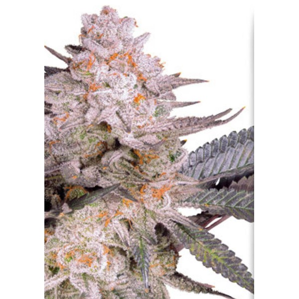 Orange Bud 2.0 Feminizada da Dutch Passion