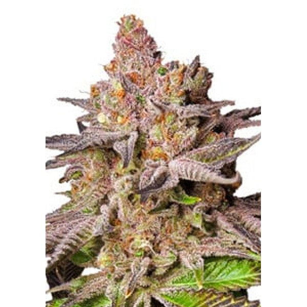 Melonade Runtz Feminizada de Dutch Passion