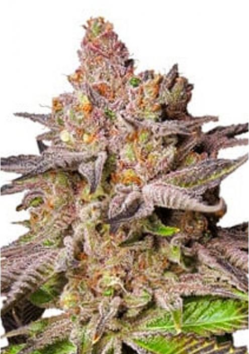 Melonade Runtz Feminized Seeds by Dutch Passion