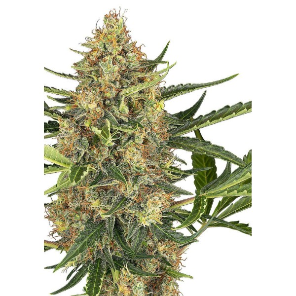 Blueberry Bubblegum Auto de Sensi Seeds