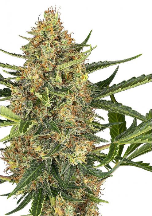 Blueberry Bubblegum Auto de Sensi Seeds