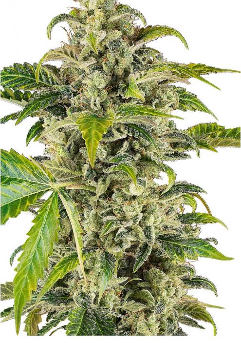 Sweet & Sour Cream Auto de Sensi Seeds