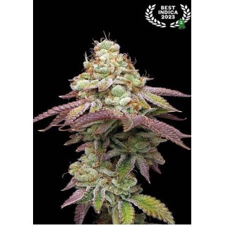 Sementes Feminizadas Tropical Zmoothie da Seedstockers