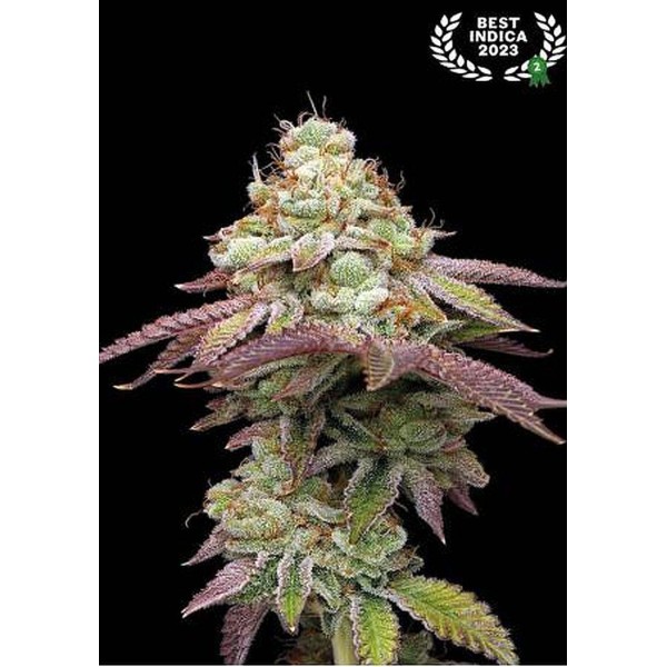 Sementes Feminizadas Tropical Zmoothie da Seedstockers