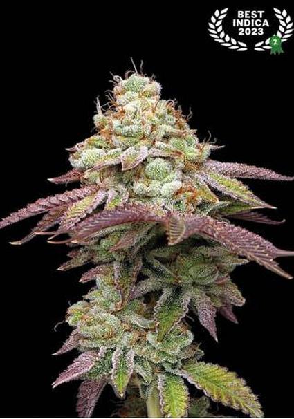 Tropical Zmoothie Feminized Seeds by Seedstockers