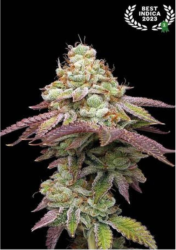 Tropical Zmoothie Feminized Seeds by Seedstockers