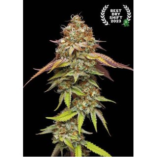 Terp & Tonic Feminizada de Seedstockers