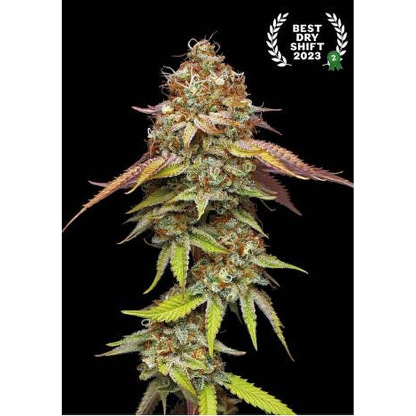 Terp & Tonic Feminizada de Seedstockers