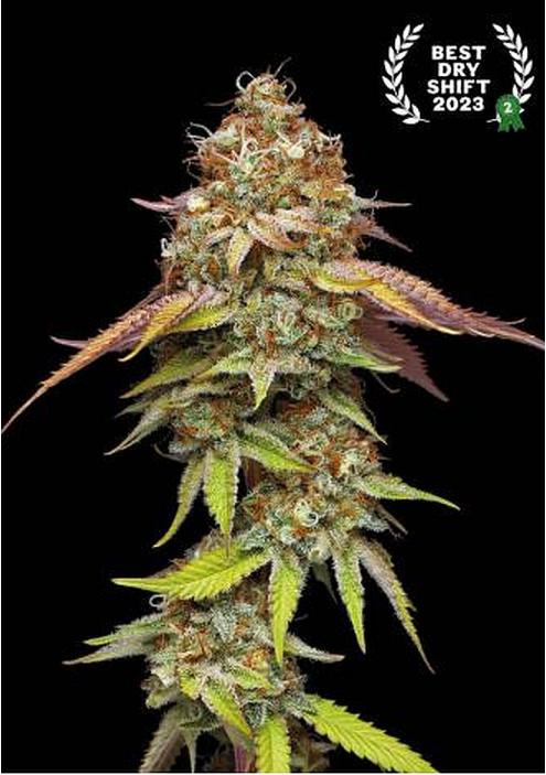 Terp & Tonic Feminizada de Seedstockers