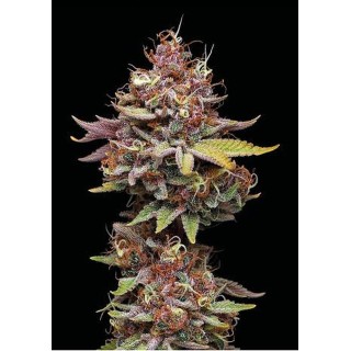 Sementes Feminizadas Amaretto Tarmac da Seedstockers