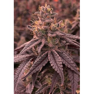 Semilla feminizada Dullbutter da R-KIEM Seeds