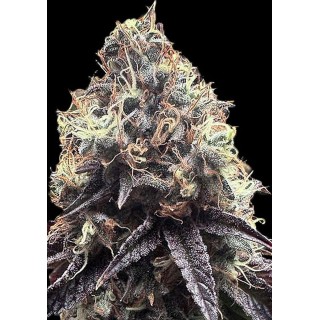 Sementes Bilbo Pound Cake Feminizada por Genehtik Seeds