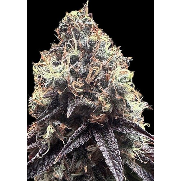 Sementes Bilbo Pound Cake Feminizada por Genehtik Seeds