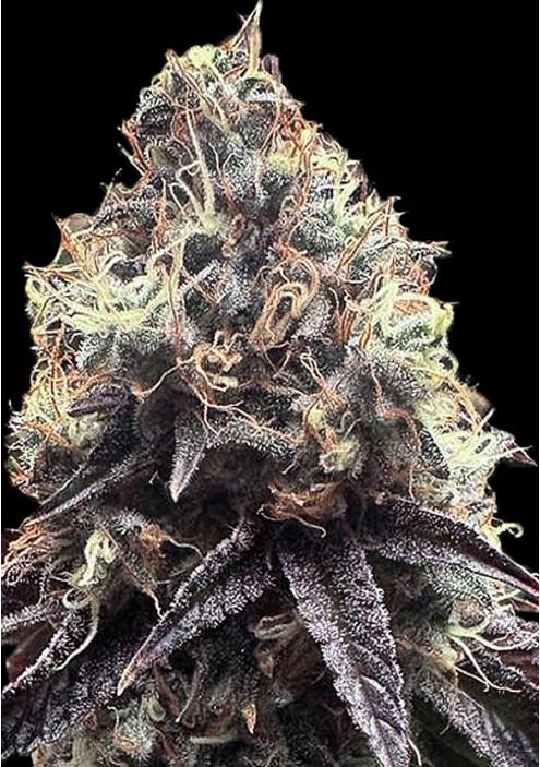 Bilbo Pound Cake Feminized Strain by Genehtik Seeds