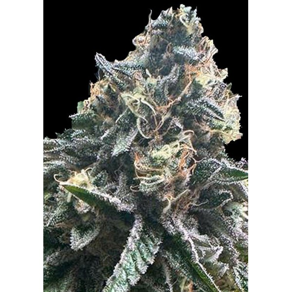Strawbilbo Banana Auto by Genehtik Seeds