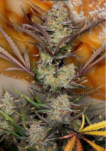 Apple Strudel Auto by Fast Buds