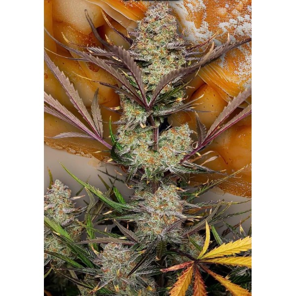 Apple Strudel Auto da Fast Buds