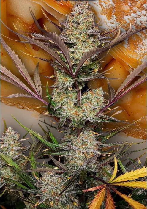 Apple Strudel Auto de Fast Buds