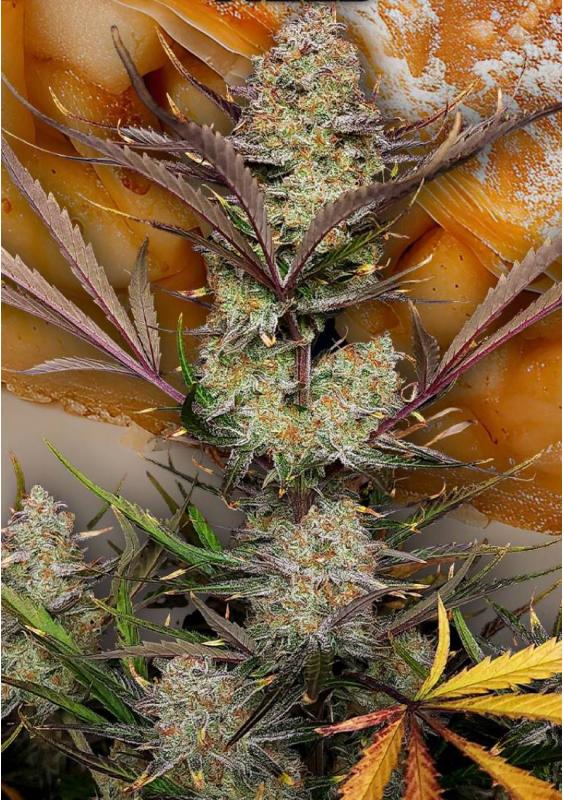 Apple Strudel Auto by Fast Buds