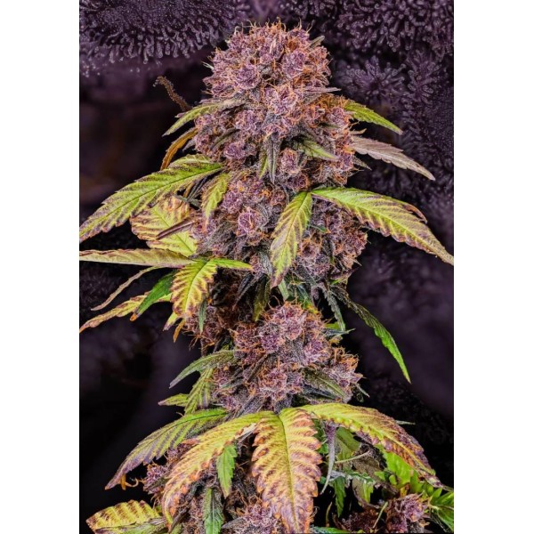 Sementes de Lemon Cherry Cookies Auto da Fast Buds