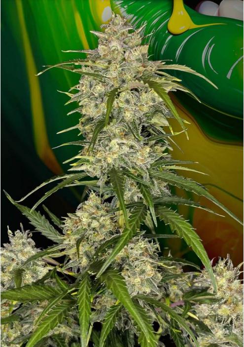 Sementes de Sour Jealousy Auto da Fast Buds