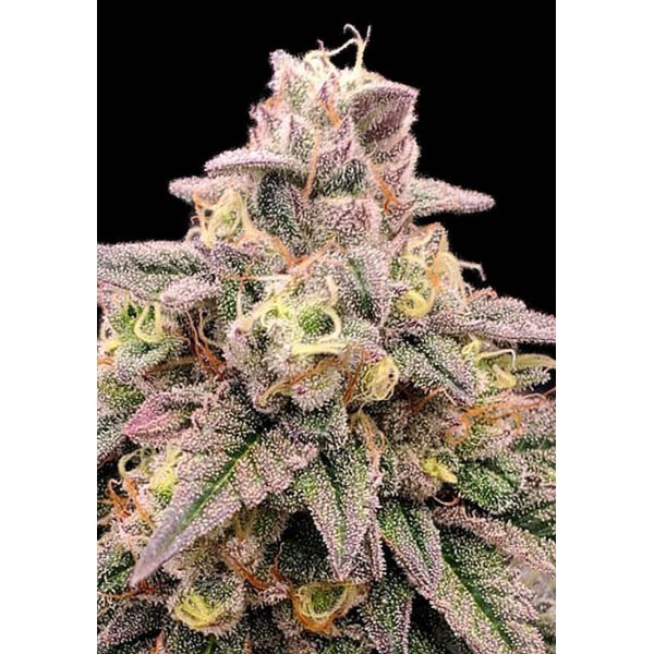 Animal Zookies sementes da Advanced Seeds