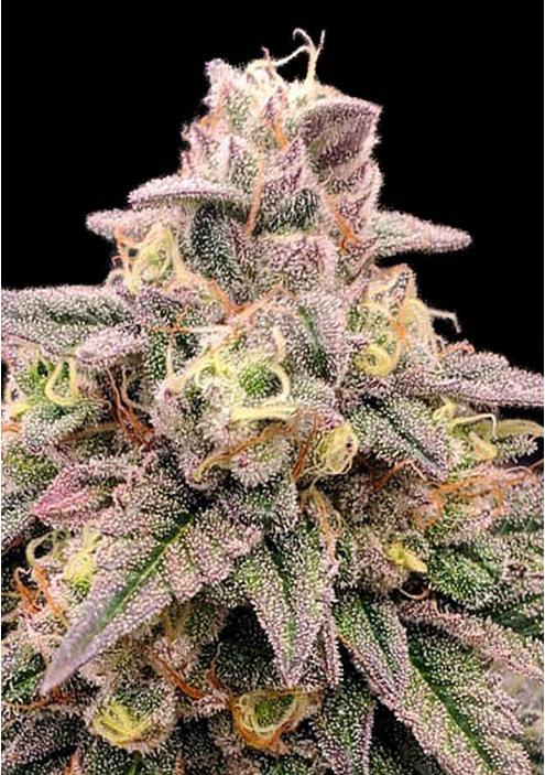 Animal Zookies sementes da Advanced Seeds